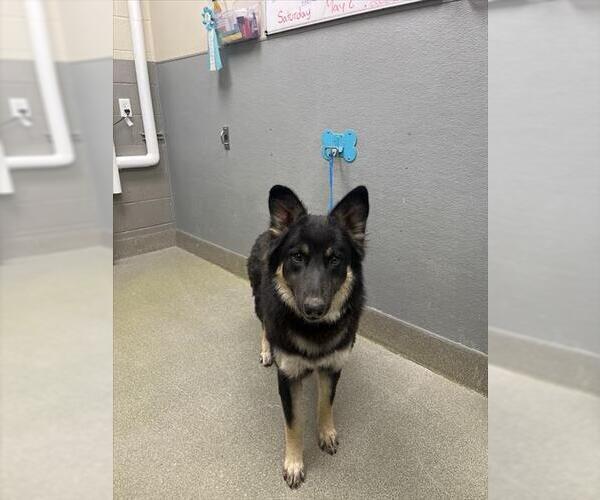 Medium Photo #1 German Shepherd Dog-Unknown Mix Puppy For Sale in Las Vegas, NV, USA