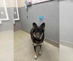 Small German Shepherd Dog Mix