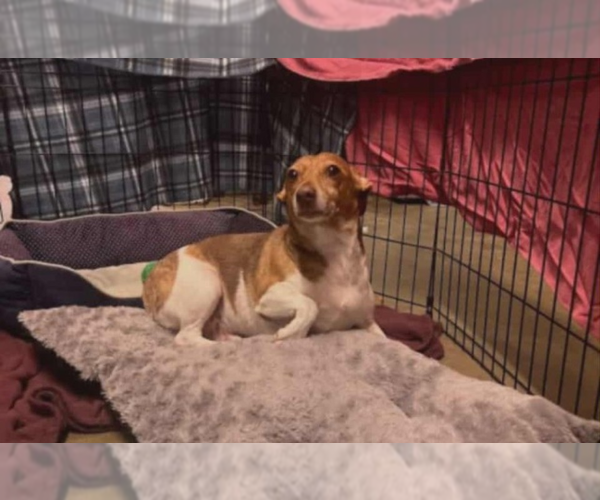 Medium Photo #2 Rat Terrier-Unknown Mix Puppy For Sale in garner, NC, USA