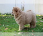 Small Photo #3 Chow Chow Puppy For Sale in AUGUSTA, MI, USA