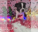 Small Photo #4 Boston Terrier Puppy For Sale in BRYANT, AL, USA