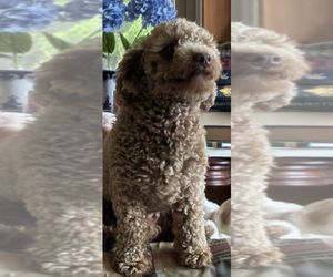 Father of the English Cream Golden Retriever-Poodle (Miniature) Mix puppies born on 07/22/2026