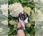 Small Photo #16 Shih Tzu Puppy For Sale in DISPUTANTA, VA, USA