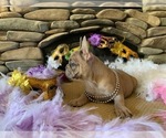 Small Photo #4 French Bulldog Puppy For Sale in PASO ROBLES, CA, USA
