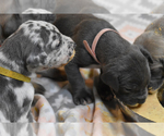 Small Photo #5 Great Dane Puppy For Sale in DANIELSON, CT, USA