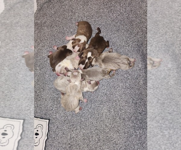 Medium Photo #2 Boston Terrier Puppy For Sale in FT MYERS, FL, USA