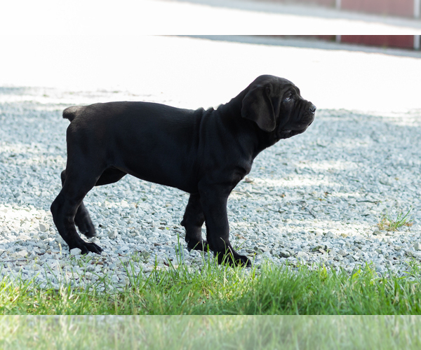 Medium Photo #4 Cane Corso Puppy For Sale in WAKARUSA, IN, USA