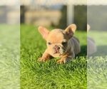 Small #5 French Bulldog