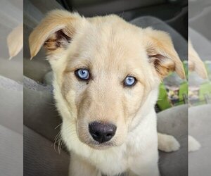 Huskies -Labrador Retriever Mix Dogs for adoption in Boise, ID, USA