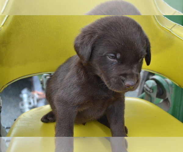 Medium Photo #41 Labrador Retriever Puppy For Sale in GREENWOOD, WI, USA