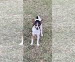 Small Photo #1 Rat Terrier Puppy For Sale in WHITAKERS, NC, USA