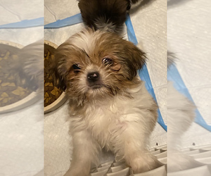 Shih Tzu Puppy for sale in HENRICO, VA, USA