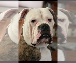 American Bulldog Puppy for sale in SOUTHERN PINES, NC, USA