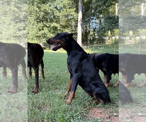 Mother of the Doberman Pinscher puppies born on 09/13/2025