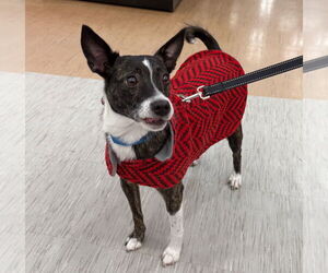 Jack Russell Terrier-Unknown Mix Dogs for adoption in GILBERTS, IL, USA
