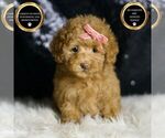 Small #6 Maltipoo