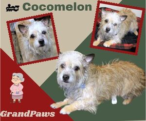 Lhasa Apso-Unknown Mix Dogs for adoption in Lindsay, CA, USA