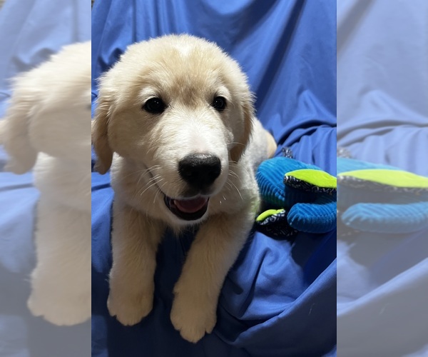 Medium Photo #2 Golden Labrador Puppy For Sale in LIVE OAK, FL, USA