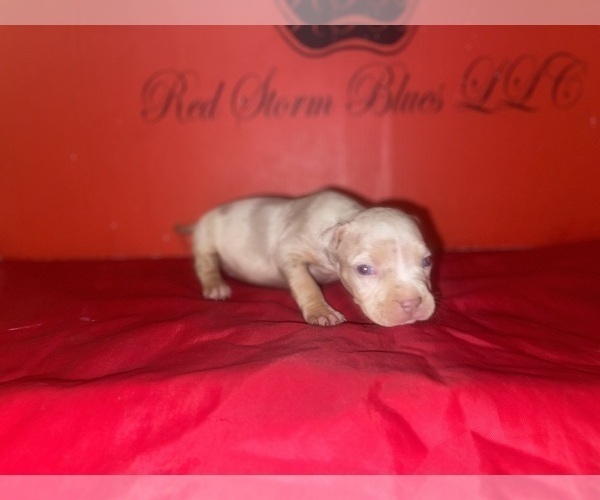 Medium Photo #3 American Bully Puppy For Sale in TRENTON, NJ, USA