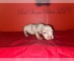 Small #2 American Bully