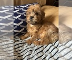 Small Photo #2 Morkie Puppy For Sale in HADDAM, CT, USA