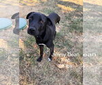 Small #1 Labrador Retriever Mix