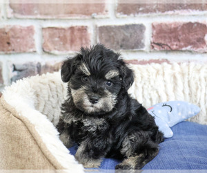 Schnauzer (Miniature) Puppy for sale in SYRACUSE, IN, USA