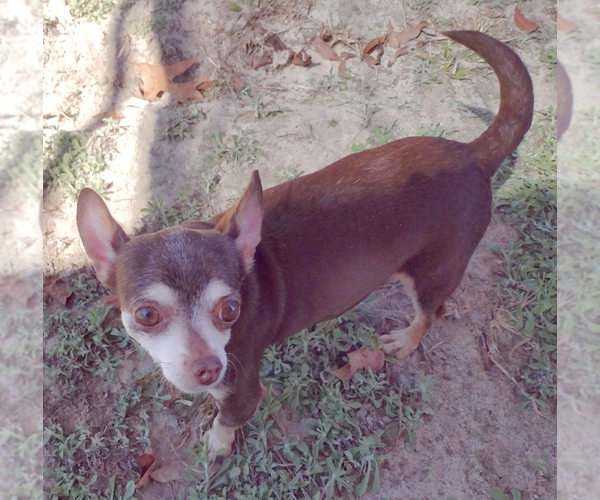 Medium Photo #4 Chihuahua Puppy For Sale in Camden, SC, USA