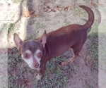 Small #3 Chihuahua