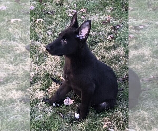 Medium Photo #11 German Shepherd Dog Puppy For Sale in OSTRANDER, OH, USA
