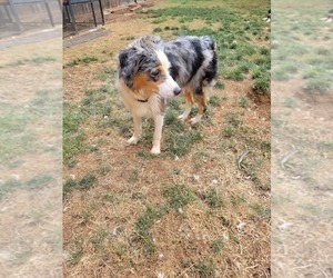 Mother of the Australian Shepherd puppies born on 06/07/2025