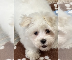 Maltese Puppy for sale in SILEX, MO, USA