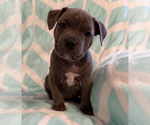 Medium Photo #20 American Bully Puppy For Sale in PALM COAST, FL, USA