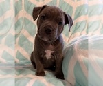 Small Photo #20 American Bully Puppy For Sale in PALM COAST, FL, USA