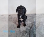 Small Photo #3 Sheprador Puppy For Sale in ELMA, IA, USA