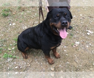 Father of the Rottweiler puppies born on 04/23/2019