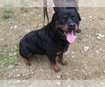 Small Photo #1 Rottweiler Puppy For Sale in WINDSOR, ME, USA