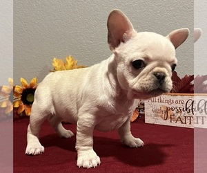 French Bulldog Puppy for sale in BOLIVAR, MO, USA