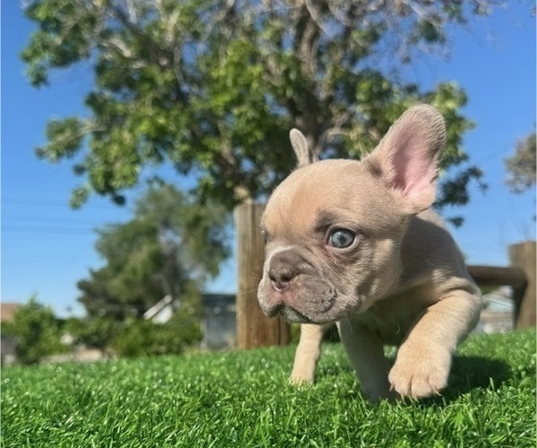 Medium Photo #1 French Bulldog Puppy For Sale in CHARLOTTE, NC, USA