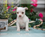 Small #1 Chihuahua