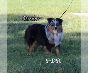 Father of the Miniature Australian Shepherd puppies born on 03/29/2026