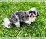 Small #2 Shih Tzu