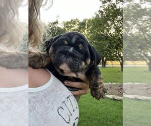 English Bulldog Puppy for sale in OOLOGAH, OK, USA