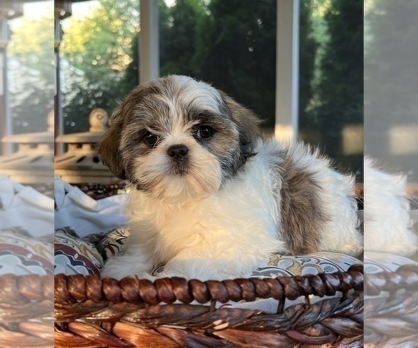 Medium Photo #5 Shih Tzu Puppy For Sale in NOBLESVILLE, IN, USA