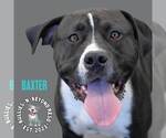 Small American Staffordshire Terrier-Bulldog Mix