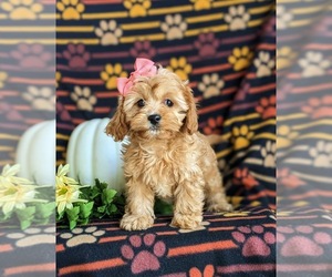 Cavapoo Puppy for sale in BIRD IN HAND, PA, USA