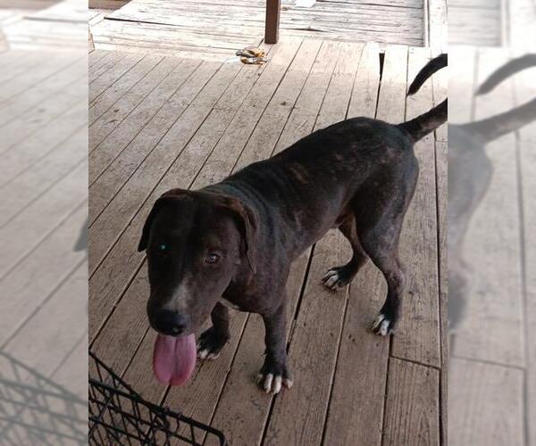 Medium Photo #1 American Staffordshire Terrier-Unknown Mix Puppy For Sale in San Antonio, TX, USA