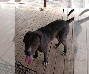 American Staffordshire Terrier-Unknown Mix Dogs for adoption in San Antonio, TX, USA