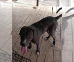 Small American Staffordshire Terrier Mix