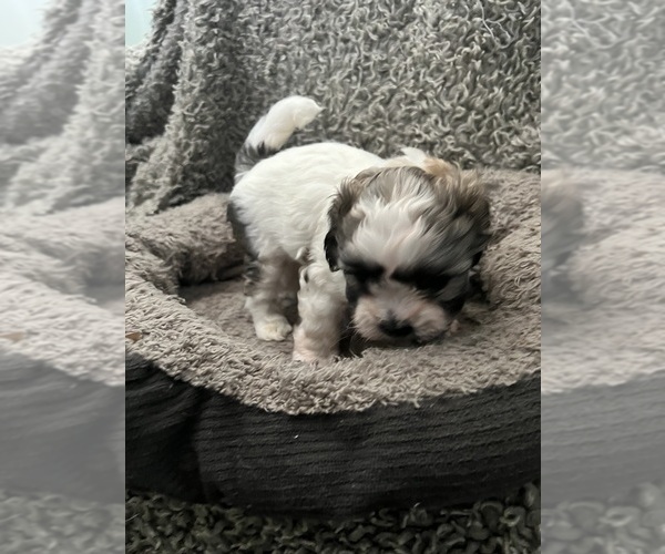 Medium Photo #50 Zuchon Puppy For Sale in RENO, NV, USA